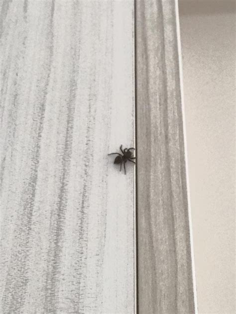 很長的毛 房間有小蜘蛛